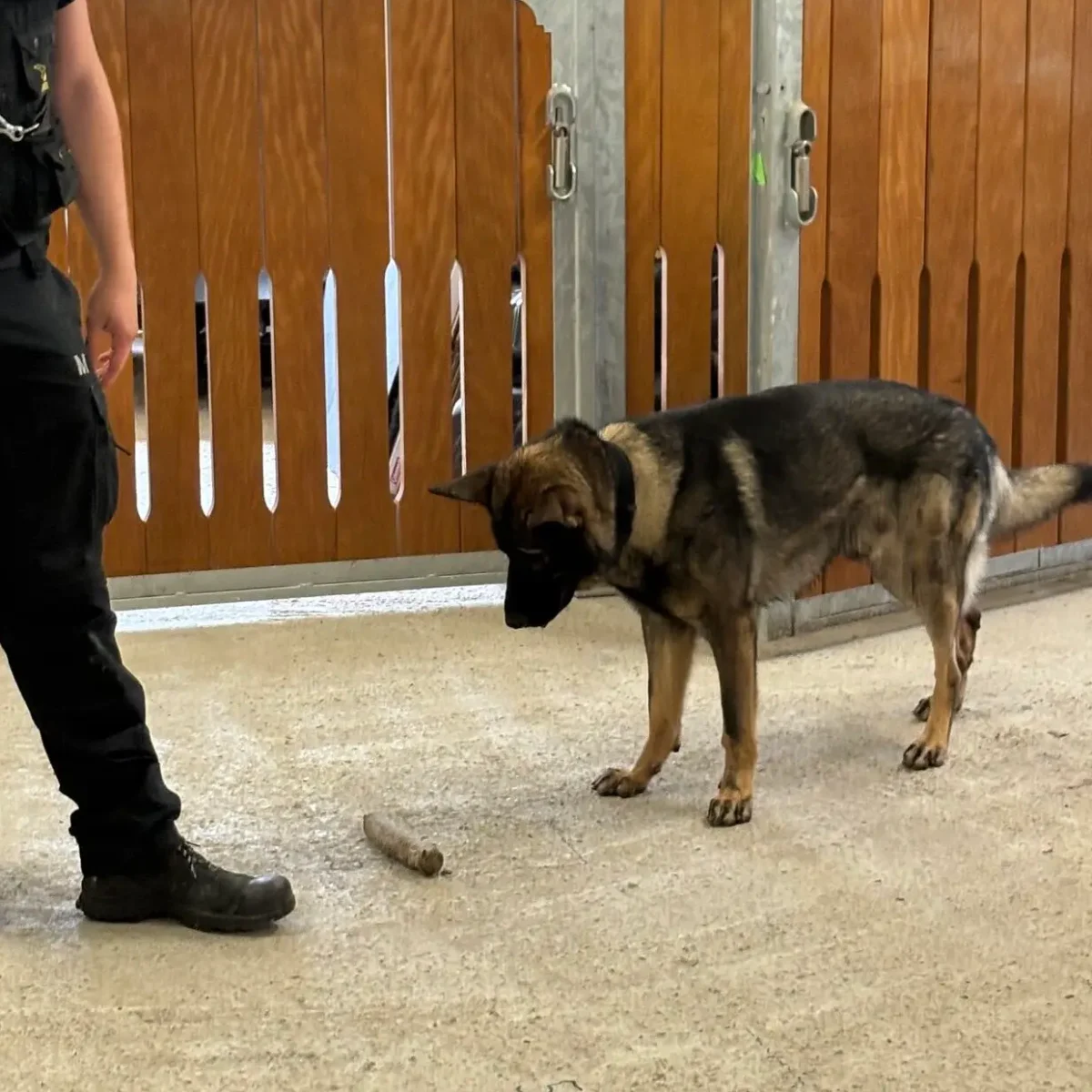 2609_03_Hund_mit_Mann
